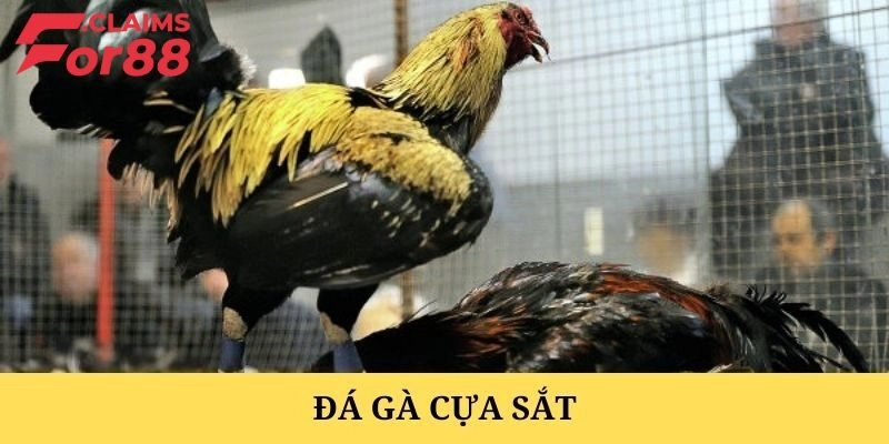 Giới thiệu loại hình đá gà cựa sắt